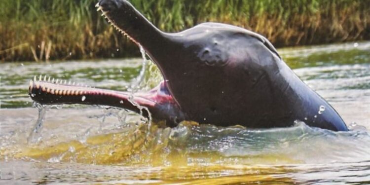 ৫ অক্টোবর ‘জাতীয় ডলফিন দিবস’ ঘোষণা করল কেন্দ্র সরকার