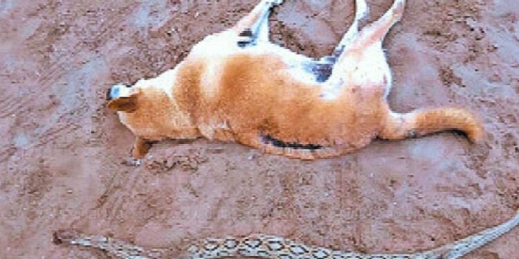 প্রভুকে বাঁচাতে ৬ ফুটের গ্লাস ভাইপার সাপের সঙ্গে লড়াই করে প্রাণ দিল পোষ্য সারমেয়