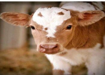 ফের মানুষের বিকৃতকামের শিকার অবলা প্রাণী, একটি স্ত্রী বাছুরকে ধর্ষণের অভিযোগে গ্রেফতার যুবক