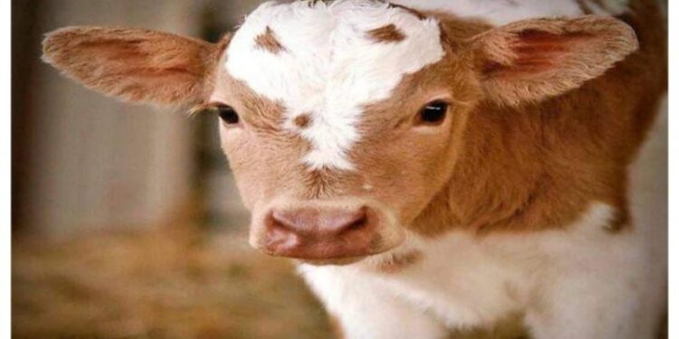 ফের মানুষের বিকৃতকামের শিকার অবলা প্রাণী, একটি স্ত্রী বাছুরকে ধর্ষণের অভিযোগে গ্রেফতার যুবক