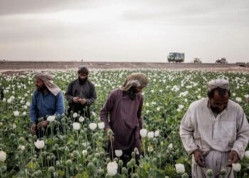আফগানিস্তানে আফিম ও পোস্ত চাষ নিষিদ্ধ ঘোষণা করল তালিবান