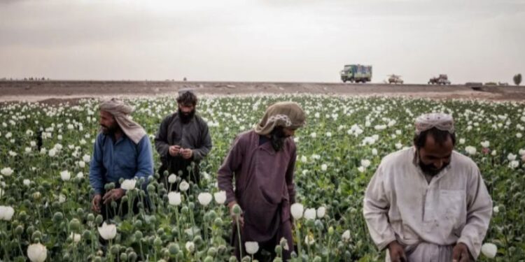 আফগানিস্তানে আফিম ও পোস্ত চাষ নিষিদ্ধ ঘোষণা করল তালিবান
