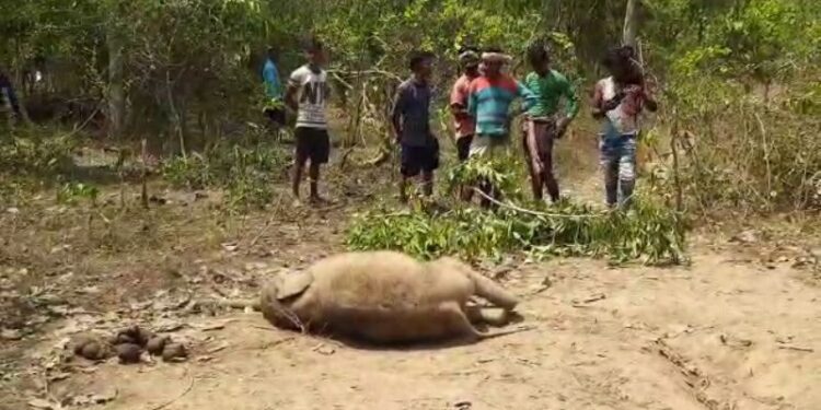 বাঁকুড়ার জঙ্গলে হস্তিশাবকের মৃতদেহ উদ্ধার ঘিরে চাঞ্চল্য
