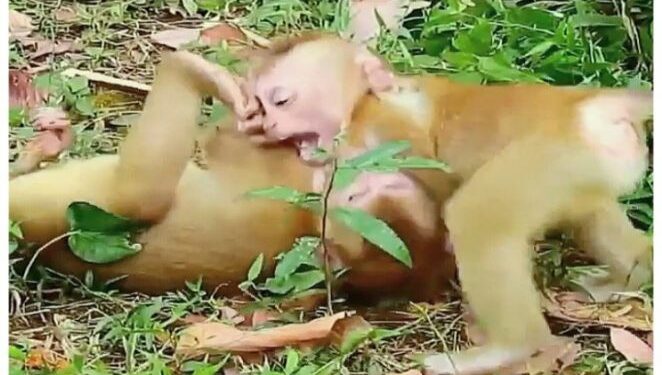 বাঁকুড়ায় দুই হনুমানের মারামারির মাঝে পড়ে প্রাণ গেল অশীতিপর বৃদ্ধের