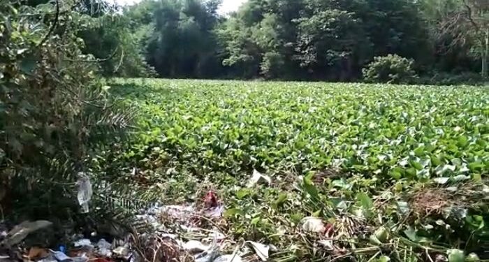 সরকারি উদাসীনতায় মজে গিয়ে দূষণ ছড়াচ্ছে মনসামঙ্গল খ্যাত বেহুলা নদী, হারিয়ে যেতে বসেছে বাংলার প্রাচীন ঐতিহ্য