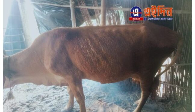 গুসকরায় অন্তঃসত্ত্বা গাভীর ওপর আ্যসিড হামলা