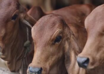 গরুর সঙ্গে অস্বাভাবিক যৌন সম্পর্ক ! গ্রেফতার অভিযুক্ত