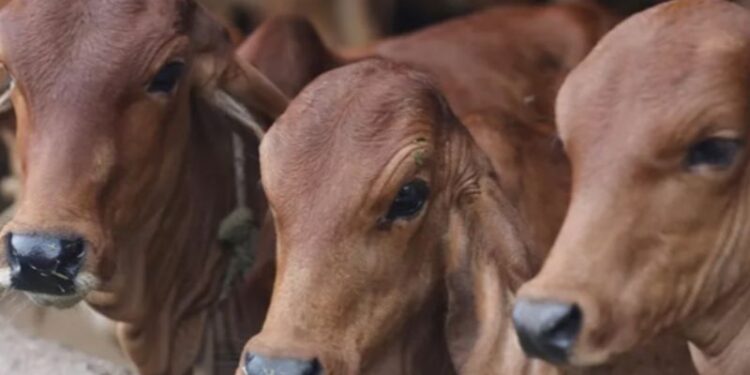 গরুর সঙ্গে অস্বাভাবিক যৌন সম্পর্ক ! গ্রেফতার অভিযুক্ত