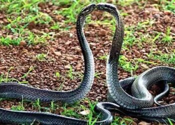 নাগ নাগিনীর প্রেমকাহিনী : জালে আটকে যাওয়া নাগিনকে বাঁচাতে প্রাণ দিল নাগ