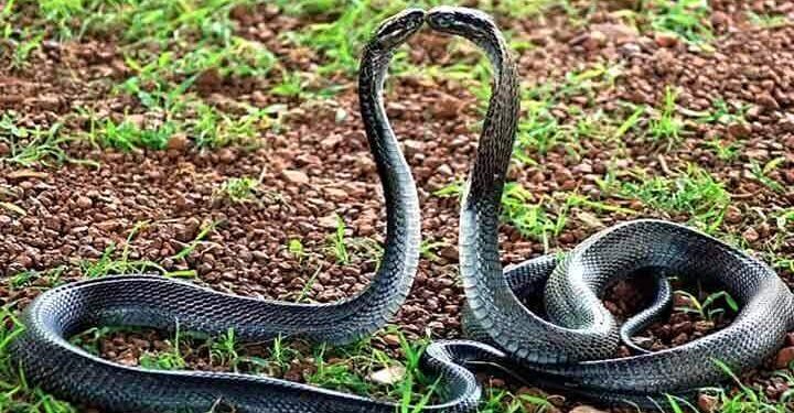 নাগ নাগিনীর প্রেমকাহিনী : জালে আটকে যাওয়া নাগিনকে বাঁচাতে প্রাণ দিল নাগ