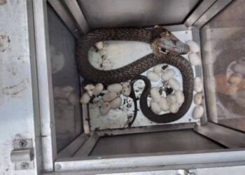 অজস্র ডিম সমেত একাধিক বিষধর সাপ উদ্ধার করে আগলে রেখেছেন বন কর্মীরা