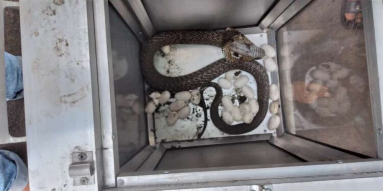 অজস্র ডিম সমেত একাধিক বিষধর সাপ উদ্ধার করে আগলে রেখেছেন বন কর্মীরা