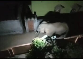 খাবারের খোঁজে বিয়ে বাড়িতে হানা, তাড়া খেয়ে পালিয়ে শব্জীর বাজারে লুটপাট গজরাজের