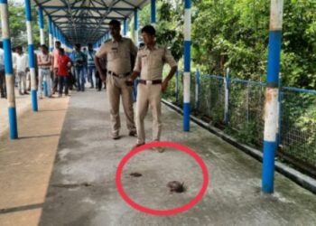 কাটোয়া হাসপাতালে নবজাতকের মৃতদেহ খুবলে খেলো পথ কুকুরের দল, ঘটনার বিভৎসতায় শিহরিত মানুষ