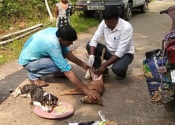 ভাতারের পশুপ্রেমী যুবকদের উদ্যোগে চিকিৎসা পেলো দুই অসুস্থ পথ কুকুর শাবক