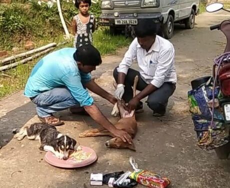 ভাতারের পশুপ্রেমী যুবকদের উদ্যোগে চিকিৎসা পেলো দুই অসুস্থ পথ কুকুর শাবক