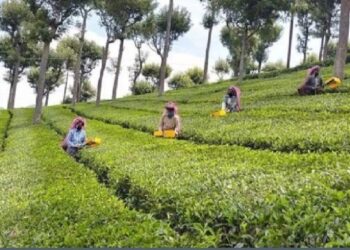 মাত্রাতিরিক্ত কীটনাশকের কারনে ভারতের চা ফেরত পাঠাল একাধিক দেশ