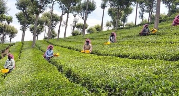 মাত্রাতিরিক্ত কীটনাশকের কারনে ভারতের চা ফেরত পাঠাল একাধিক দেশ