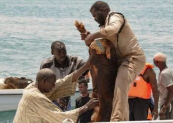 সুদানে ১৬ হাজার ভেড়া নিয়ে লোহিত সাগরে ডুবলো জাহাজ, ক্রু মেম্বাররা প্রাণে বাঁচলেও অধিকাংশ ভেড়ার সলিল সমাধি