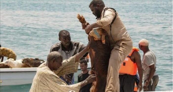 সুদানে ১৬ হাজার ভেড়া নিয়ে লোহিত সাগরে ডুবলো জাহাজ, ক্রু মেম্বাররা প্রাণে বাঁচলেও অধিকাংশ ভেড়ার সলিল সমাধি