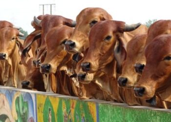 ভারত থেকে ১৯২ মেট্রিক টন গোবর কিনছে মুসলিম রাষ্ট্র কুয়েত