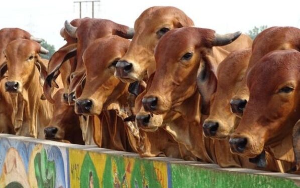 ভারত থেকে ১৯২ মেট্রিক টন গোবর কিনছে মুসলিম রাষ্ট্র কুয়েত