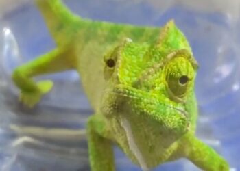 বাঁকুড়ায় বড় আকৃতির ক্যামেলিয়ন উদ্ধার করল বনদপ্তর