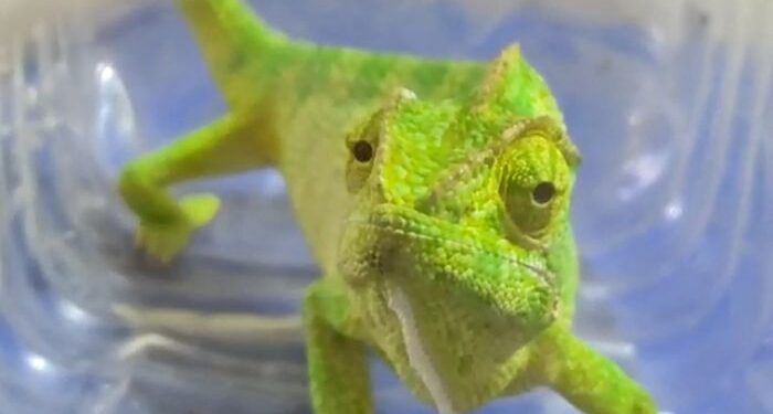 বাঁকুড়ায় বড় আকৃতির ক্যামেলিয়ন উদ্ধার করল বনদপ্তর