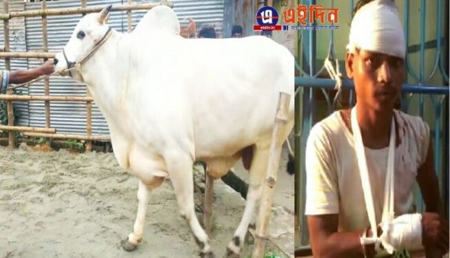 বেল বাজানোর অপরাধে ক্ষিপ্ত বলদের হামলা, গুরুতর আহত সাইকেল আরোহী