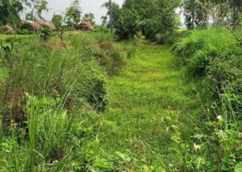 সেচখাল দিয়ে কবে গড়াবে জল ? আগাছায় ঢাকা সেচখালে দেখিয়ে প্রশ্ন তুললেন মঙ্গলকোটের চাষীরা