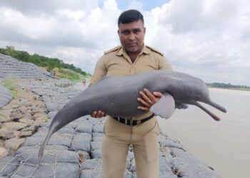 কাটোয়ায় ভাগীরথী থেকে উদ্ধার হল ডলফিনের মৃতদেহ