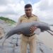 কাটোয়ায় ভাগীরথী থেকে উদ্ধার হল ডলফিনের মৃতদেহ