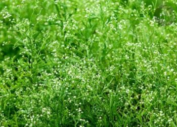 নীরব ঘাতক পার্থেনিয়ামের বিরুদ্ধে কোমর বেঁধে লড়াইয়ের আহ্বান বিশেষজ্ঞদের