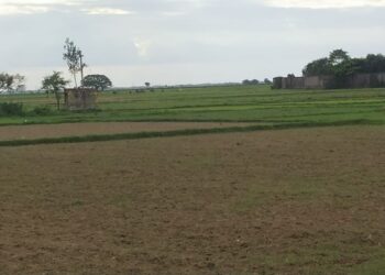 বৃষ্টির দেখা নেই, পূর্ব বর্ধমান জেলার চাষীদের মাথায় হাত