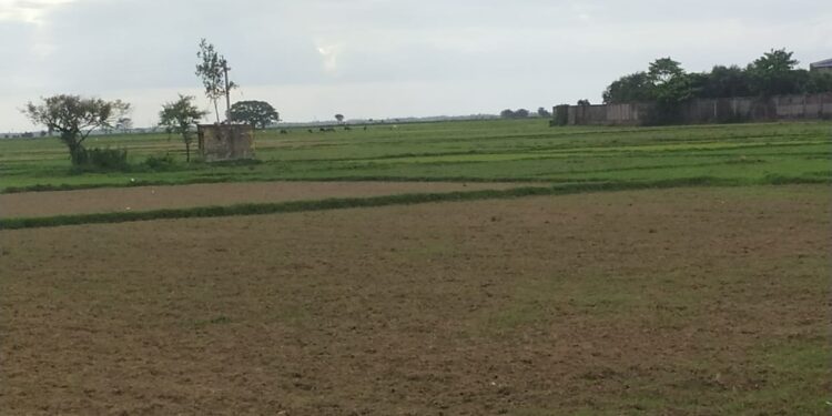 বৃষ্টির দেখা নেই, পূর্ব বর্ধমান জেলার চাষীদের মাথায় হাত