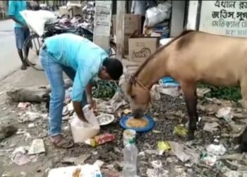 মালিকবিহীন খোঁড়া ঘোড়া নিয়ে অতান্তরে ভাতারের পশুপ্রেমী যুবক