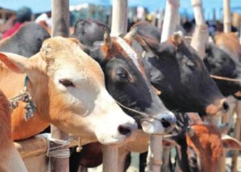 এবারের ইদে ৯৯ লাখ ৫১ হাজার প্রাণী  কোরবানি দেওয়া হয়েছে বাংলাদেশে