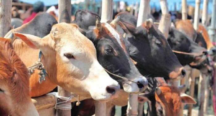 এবারের ইদে ৯৯ লাখ ৫১ হাজার প্রাণী  কোরবানি দেওয়া হয়েছে বাংলাদেশে