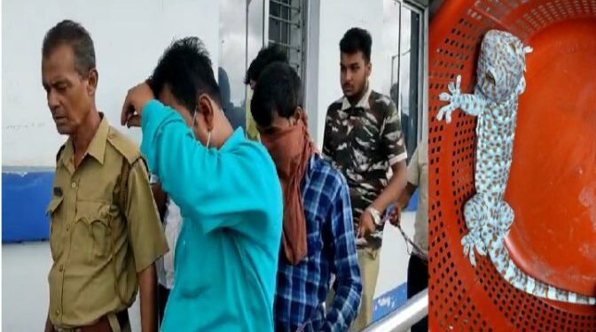 তক্ষক পাচার করতে গিয়ে হাতেনাতে ধৃত ৪, ধৃতদের ঠাঁই হল শ্রীঘরে