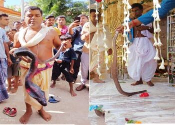 ঝাঁকলাইদেবী জ্ঞানে জ্যান্ত কেউটে সাপ পূজিত হল মঙ্গলকোটে