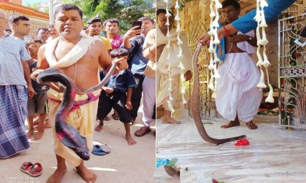 ঝাঁকলাইদেবী জ্ঞানে জ্যান্ত কেউটে সাপ পূজিত হল মঙ্গলকোটে