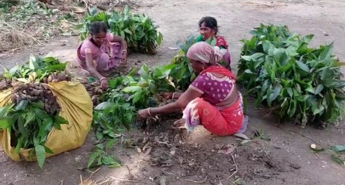 আমের আঁঠি থেকে গজানো চারা গাছ বিক্রি করে সংসার চলছে পূর্বস্থলীর রেলবাজারের বহু পরিবারের