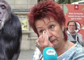 চিড়িয়াখানার শিম্পাঞ্জির প্রেমে বিভোর মহিলা, প্রেমে লাগাম টানতে মহিলার চিড়িয়াখানায় আসার উপর জারি হল নিষেধাজ্ঞা