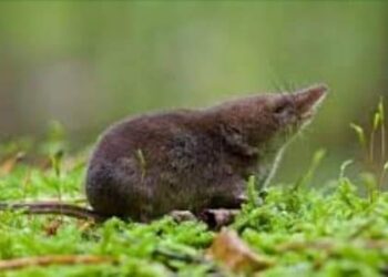 করোনার পর ফের শিরোনামে চীনা ভাইরাস, চীনে ল্যাঙ্গা ভাইরাসে আক্রান্ত ৩৫