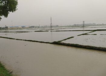 প্রবল বৃষ্টিতে ধান জমি জলের তলায়, বন্ধ চাষ, জল কাটার অপেক্ষায় গলসির চাষিরা