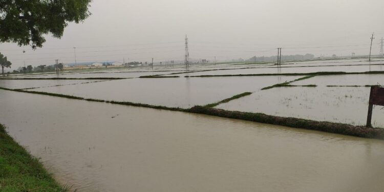 প্রবল বৃষ্টিতে ধান জমি জলের তলায়, বন্ধ চাষ, জল কাটার অপেক্ষায় গলসির চাষিরা