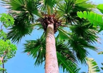 স্ত্রীর মারের হাত থেকে বাঁচতে এক মাস ধরে তালগাছে আশ্রয় স্বামীর