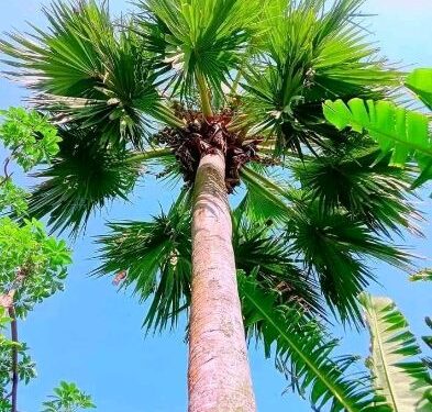 স্ত্রীর মারের হাত থেকে বাঁচতে এক মাস ধরে তালগাছে আশ্রয় স্বামীর