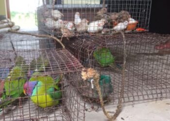 কালনা থেকে ২৮ টি টিয়া ও ফিঞ্জেস পাখি উদ্ধার করল কাটোয়া মহকুমা বনদপ্তর