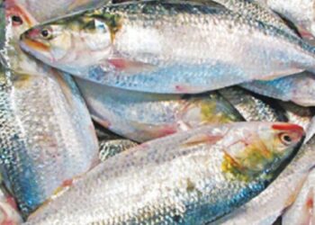 ভারতে ইলিশ রপ্তানি বন্ধ করে দিতে পারে বাংলাদেশ